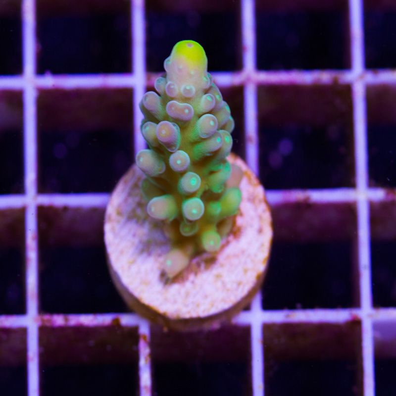 newcoral1537b - 100 New WYSIWYG Acros at Cherry Corals!